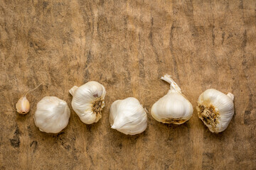 row of garlic bulbs on a textured bark paper with a copy space