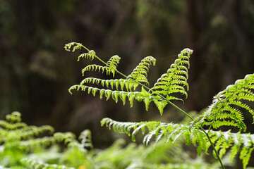 Blooming fern leaves in the forest.