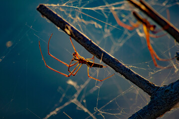spider on a branch