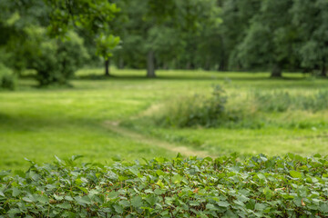 Summer background. Blurred summer park, green grass, lawn and trees in the background, defocused photo, trimmed bushes in the foreground in sharpness