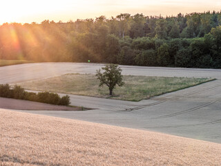 Weizenfeld am Waldrand
