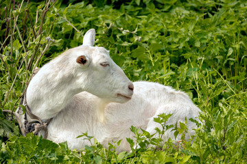 goat in the meadow lies in the right, graze the goat in summer, goat milk