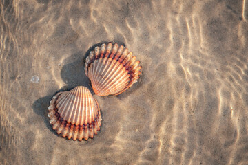 two flaps of a sea shell on the beach, sun glare on the water, sandy beach, clear water