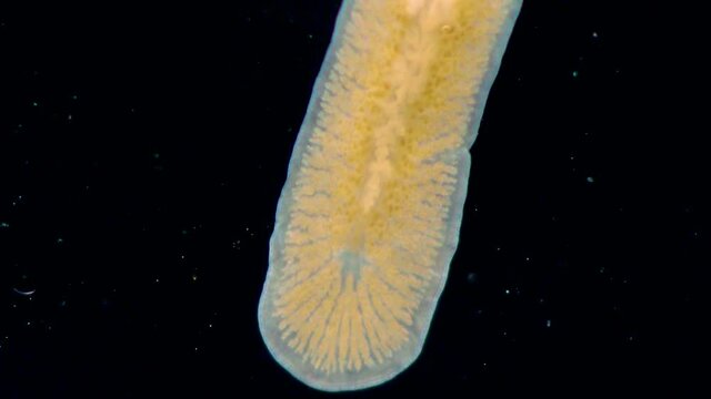 Black Sea. Marine flatworm, planaria, crawling on the glass