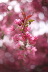 Pink Blossoms 4