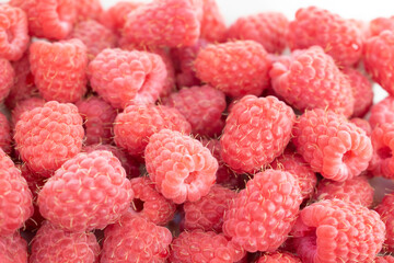 Fresh raspberries background. Close up photo of sweet forest berries.