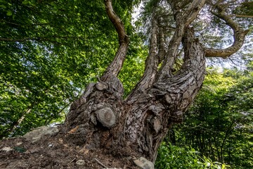 Large tree seen from below during the spring season