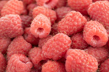 Fresh raspberries background. Close up photo of sweet forest berries.