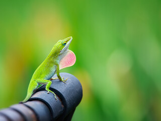 Green Anole lizard (Anolis carolinensis) showing off his bright pink dewlap on an iron bench in the garden. Natural green background with copy space.