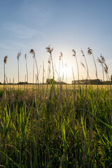 sunset behind wheat