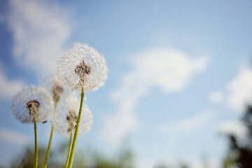 Dandelion against the sky with clouds in the field