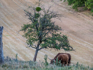 Schottisches Hochlandrind Familie auf der Weide