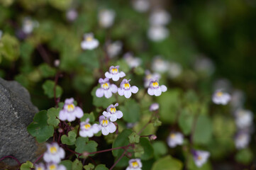 ツタバウンランの花