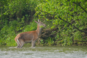 Obraz na płótnie Canvas Red Deer in the river. Bieszczady Mountains. Carpathians. Poland