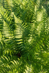 green fern 