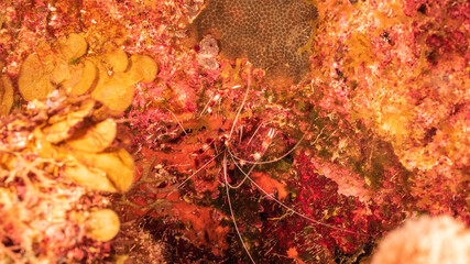 Close up of Banded Coral Shrimp in a sponge of coral reef of the Caribbean Sea / Curacao