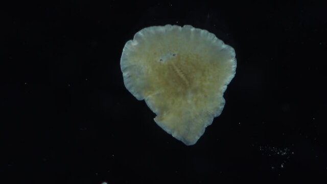 Black Sea. Marine flatworm, planaria, crawling on the glass
