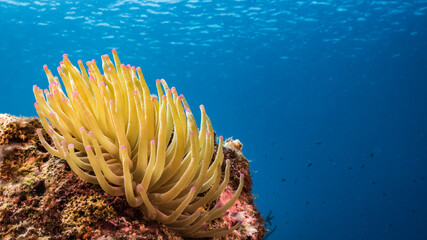 Seascape in turquoise water of coral reef in Caribbean Sea / Curacao with Sea Anemone coral and sponge