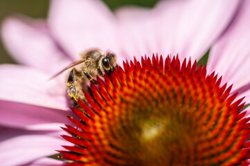 Biene auf Sonnenhut Echinacea purpurea