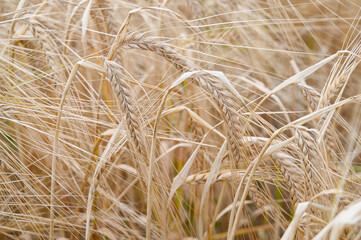 épis de blé en gros plan