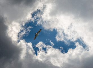 High-Flying Osprey