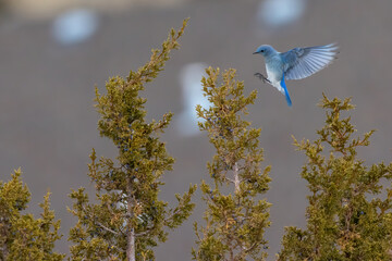 Mountain Bluebird landing on Juniper Tree