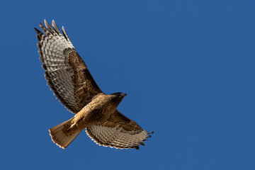 red tailed hawk in flight full spread