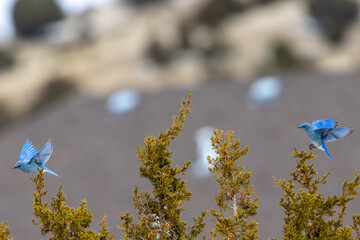 Mountain Bluebirds playing on Juniper Tree