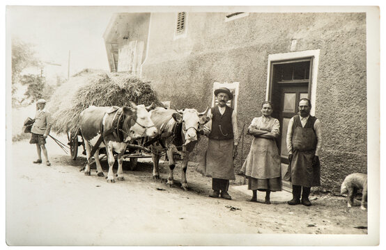 Vintage Photo Farmer Family Cows Country Life Style