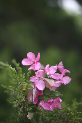 Pink Flowers