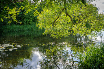 Fototapeta na wymiar Beautiful murky river floating through a lush, green area. Reflections from trees