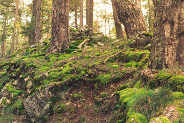 Moss and pine forest