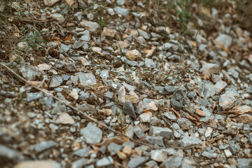 Rock Floor, Rocks background. Small rock floor background.