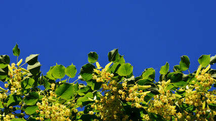 lime blossoms with green leaves on the lower edge against the blue sky