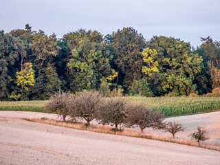 baumgrundstück im Sommer