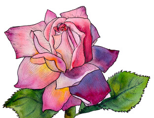 Watercolor and ink rose isolated on white background. Handmade drawing