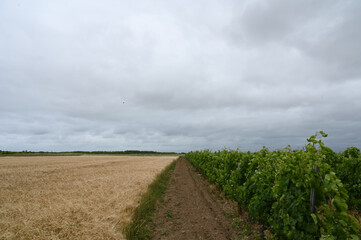 champ de blé et de vigne