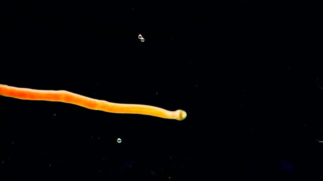 Oligochaeta, Turbellaria in the Black Sea