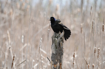 Grackle Bird Stock Photos.  Grackle bird close-up profile view perched on a stump in the pond with in its habitat and environment.