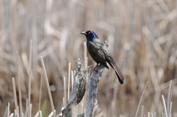 Grackle Bird Stock Photos.   Grackle bird close-up profile view perched on a stump in the pond with in its habitat and environment.