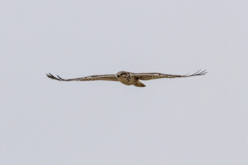Prairie Falcon full spread in overcast sky