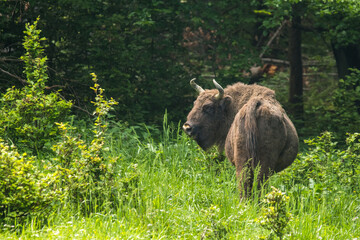 European Bison (Bison bonasus) on the meadow. Bieszczady Muntains. Carpathians. Poland.