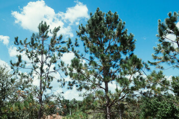 tall pine tree and white cloud
