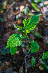 Growing Sprout - Beginning Of A New Life