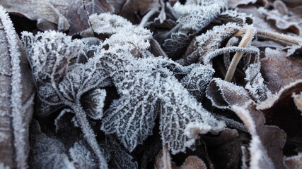 Naturkunst im Winter