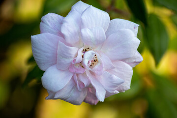 White Rose