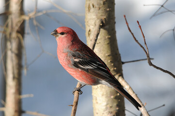 Grosbeak Bird Stock Photo.   Grosbeak bird perched on a branch displaying red feather plumage, body, head, beak, eye, feet, with a blur background in the winter season.