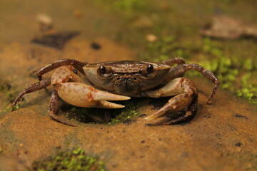 Cangrejo de rió