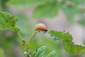On potatoes - Colorado potato beetle larvae