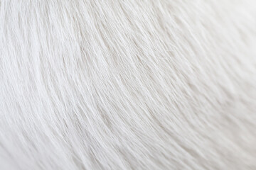 Closeup of texture cat white hair skin. Using as wallpaper or background.